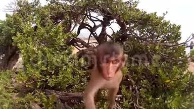小<strong>猴子</strong>看着树上的摄像机